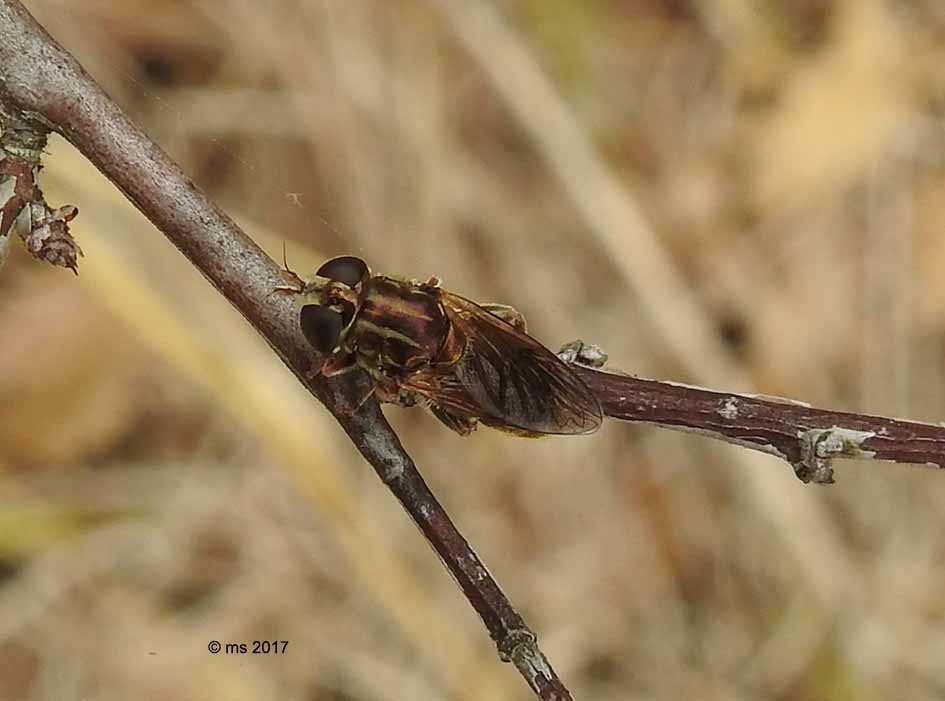 Eumerus cf. sulcitibius femmima (Syrphidae)